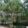 白蜡树苗基地批发工程绿化苗木行道绿篱庭荫树白腊苗规格齐全
