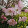垂丝海棠树苗批发庭院观花植物园林护坡精品盆景花木西府海棠苗
