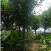 厂家批发细叶榕容器苗 绿植行道树小叶榕 榕树袋苗基地直销