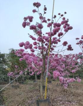 绣球花风铃木 樱花枫林木 楼盘行道树多花紫花风铃木