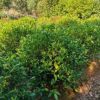 工程绿化栀子花球色块小毛球湖南基地直销