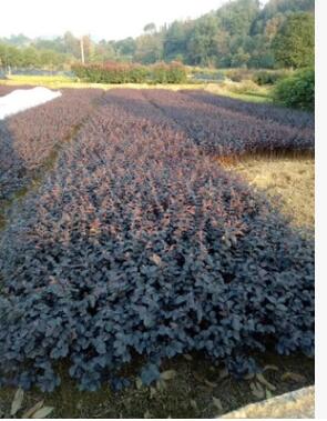 工程绿化红花继木色块小毛球湖南基地