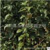 西府海棠树苗批发行道风景树工程苗木 精品盆景垂丝海棠苗