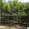 红枫树苗批发嫁接中国红枫苗 秋火焰 庭院观叶植物 园林精品盆景