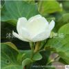 紫玉兰树苗批发庭院观花植物 黄玉兰苗 市政园林精品白玉兰盆景