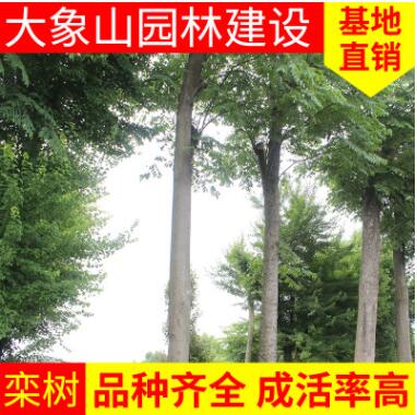 栾树 苗圃基地 园林工程造型绿化栾树