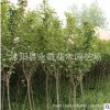 樱花树苗批发园林绿化花木庭院观花植物日本重瓣樱花小苗