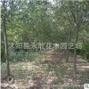 北美海棠苗批发工程绿化花木 园林精品盆景观花植物北美海棠树苗