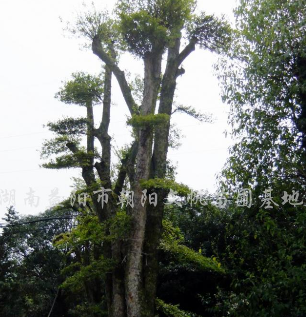 柞木