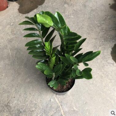 金钱树盆栽绿植花卉观赏植物观叶植物美化环境净化空气
