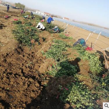 小叶扶芳藤 大叶扶芳藤 苗木基地直批发庭院爬藤植物扶芳藤