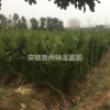 2019小规格蜀桧价格持续升高