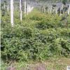 软枣猕猴桃苗 东北集安种植基地3年树苗 盆栽地栽南方北方果树苗