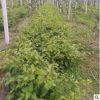 软枣猕猴桃苗 2年0.4-0.6cm树苗 量大从优