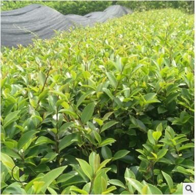 茶梅山茶花基地直供品种齐 批发山茶茶梅梅