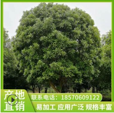 杨梅 常绿性春色叶木苗基地苗圃直供园林庭院绿化苗木