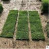 草坪 马尼拉 批发供应优质草坪种子各种工程绿化苗优良草皮