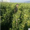 常绿圆柱形法国冬青 园林绿化工程苗木 露地别墅绿篱庭院珊瑚树苗
