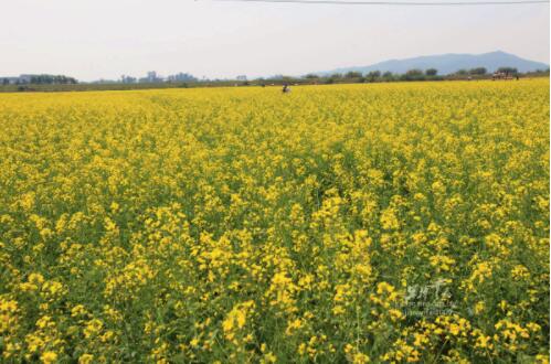 河北40公分高迎春花基地