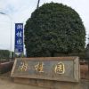 常绿乔木【桂花树】