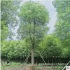 落叶性露地香樟树苗 绿化工程庭院驱蚊植物 四季常青行道香樟树苗