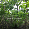 四川成都供应丛生木芙蓉