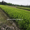 四川成都供应春娟 夏娟 杜鹃 西洋娟春娟球 杜鹃球