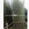 小型竹紫竹、斑竹青皮竹小琴丝竹慈孝竹小佛肚竹