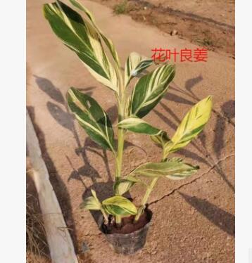 花叶良姜 花叶艳山姜 彩叶姜 斑纹月桃 园林绿化工程花卉苗木