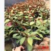 红背桂大小苗可盆栽地被苗漳州基地直销 多规格供应