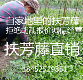 批发爬藤植物卫矛 小叶扶芳藤 扶芳藤小苗 四季长青 绿化苗木