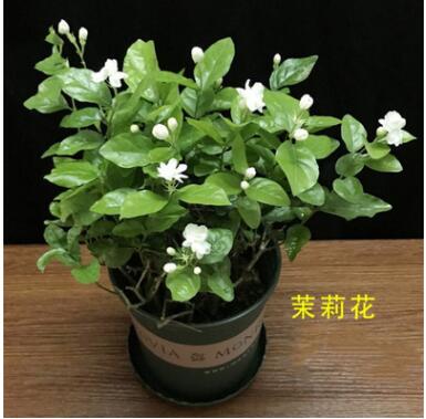 茉莉花盆栽带花苞办公室花卉客厅观花植物好养室内花净化空气芳香