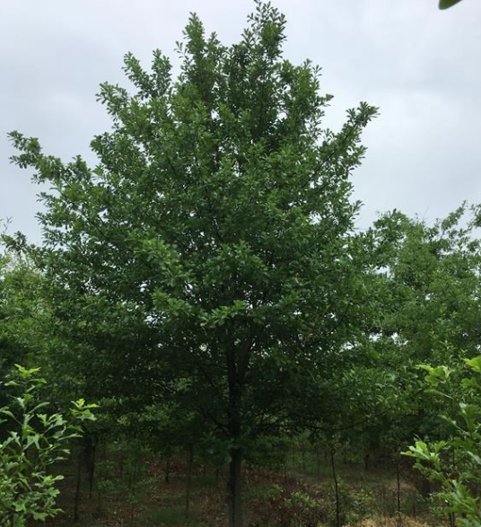 美国水栎、娜塔栎、弗吉尼亚栎、枫香、榉树