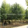 紫玉兰树苗批发庭院观花植物 紫玉兰花苗 工程绿化精品玉兰造型树