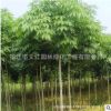 七叶树树苗绿化苗木规格齐全庭院种植四季常青七叶树小苗特价