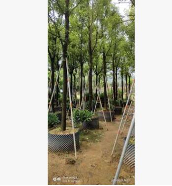 樟树香樟湖北小叶樟移植树福建