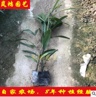 70-60厘米高细叶棕竹矮棕竹批发绿化苗木杯苗袋苗