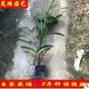 70-60厘米高细叶棕竹矮棕竹批发绿化苗木杯苗袋苗