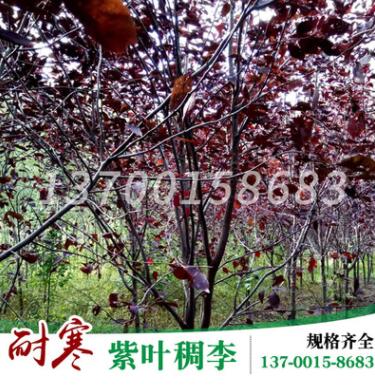 基地批发 紫叶稠李 乔木植物 道路绿化树木 庭院种植紫叶稠李苗木