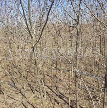 基地批发皂角树皂荚树 乔木植物道路绿化树木 庭院种植苗木皂角树