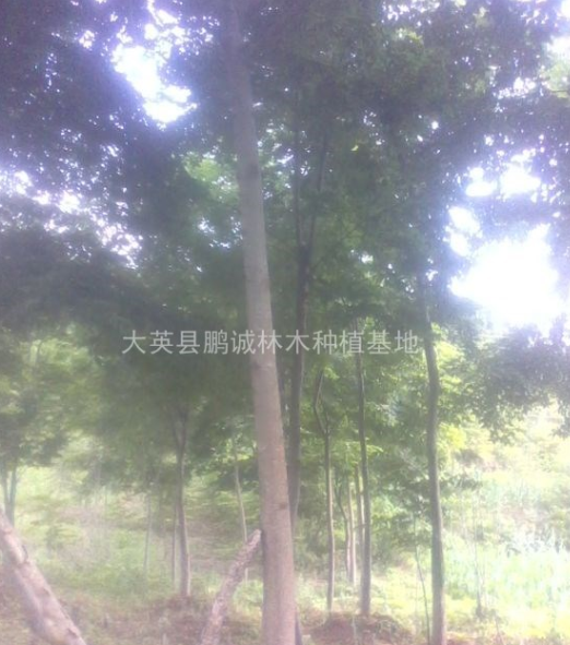 四川臭椿苗，臭椿价格，四川臭椿基地