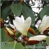 乐昌含笑绿化花木庭院观赏行道点缀气味芳香量大从优乐昌含笑直销