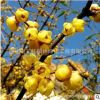 腊梅花苗批发绿化花木庭院观赏红梅盆景行道点缀气味芳香腊梅苗