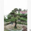 【房地产精选】日本黑松 日本黑松价格 造型黑松 基地直销