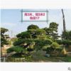 【高端风水树】日本黑松 日本黑松价格 日本造型黑松 基地直销