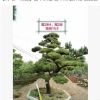 【房地产精选】日本黑松 日本黑松价格 造型日本黑松 基地直销