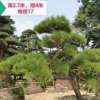 【高端景观树】日本黑松 日本黑松价格 日本造型黑松 基地直销