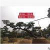【福建黑松】日本黑松 日本黑松价格 日本造型黑松 基地直销批发