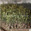 法国冬青树苗批发冬青苗工程绿化苗木围墙绿篱法国冬青苗