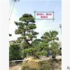 【福建黑松】日本黑松 日本黑松价格 日本造型黑松 基地直销批发